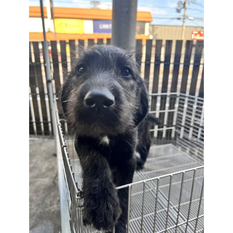 販売中の滋賀県のラブラドゥードル:ラブラドールレトリーバー×プードル-429752の2枚目