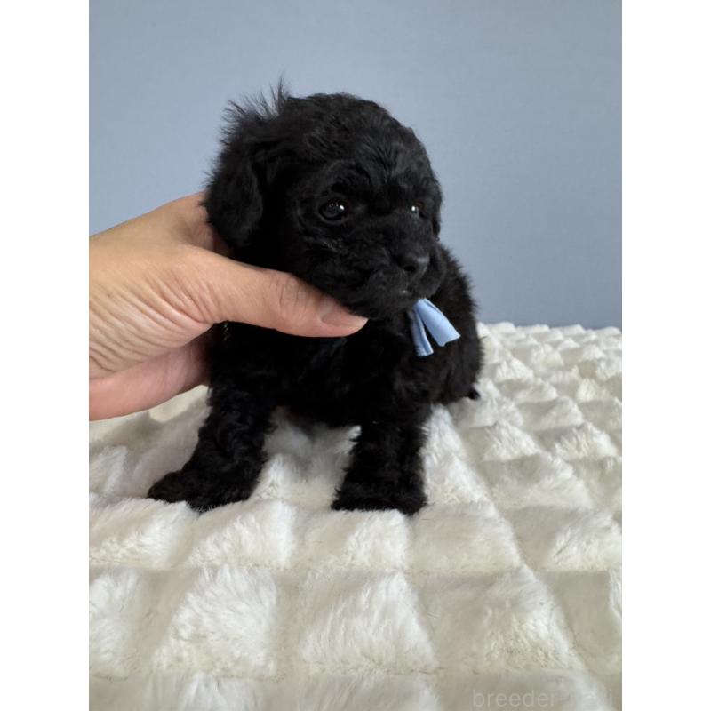 販売中の徳島県のティーカッププードル-429753の12枚目