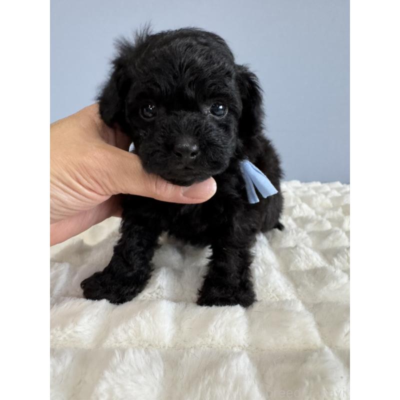 販売中の徳島県のティーカッププードル-429753の11枚目