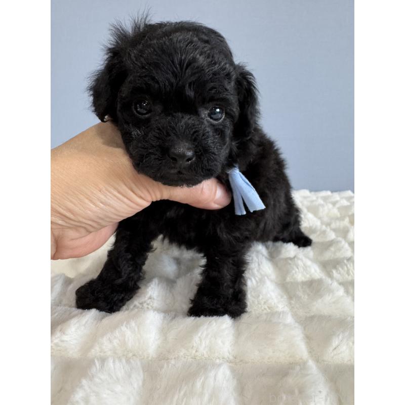 販売中の徳島県のティーカッププードル-429753の10枚目