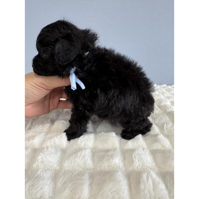 販売中の徳島県のティーカッププードル-429753の9枚目