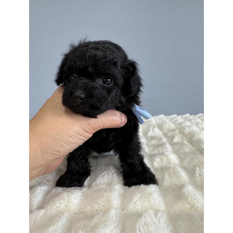 販売中の徳島県のティーカッププードル-429753の8枚目