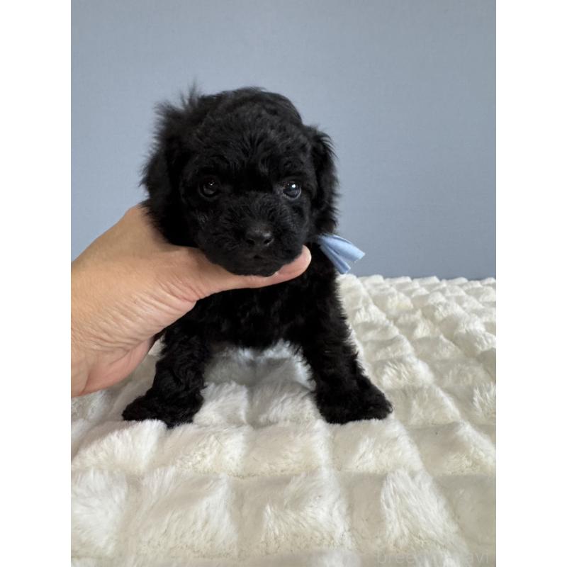 販売中の徳島県のティーカッププードル-429753の7枚目