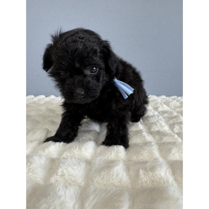 販売中の徳島県のティーカッププードル-429753の6枚目