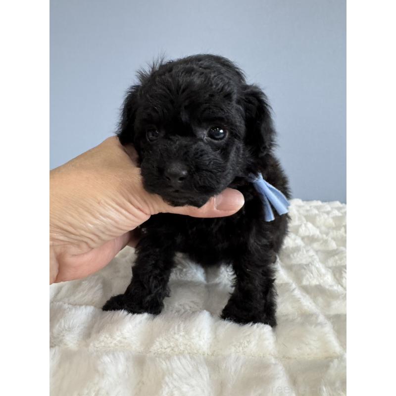 販売中の徳島県のティーカッププードル-429753の5枚目