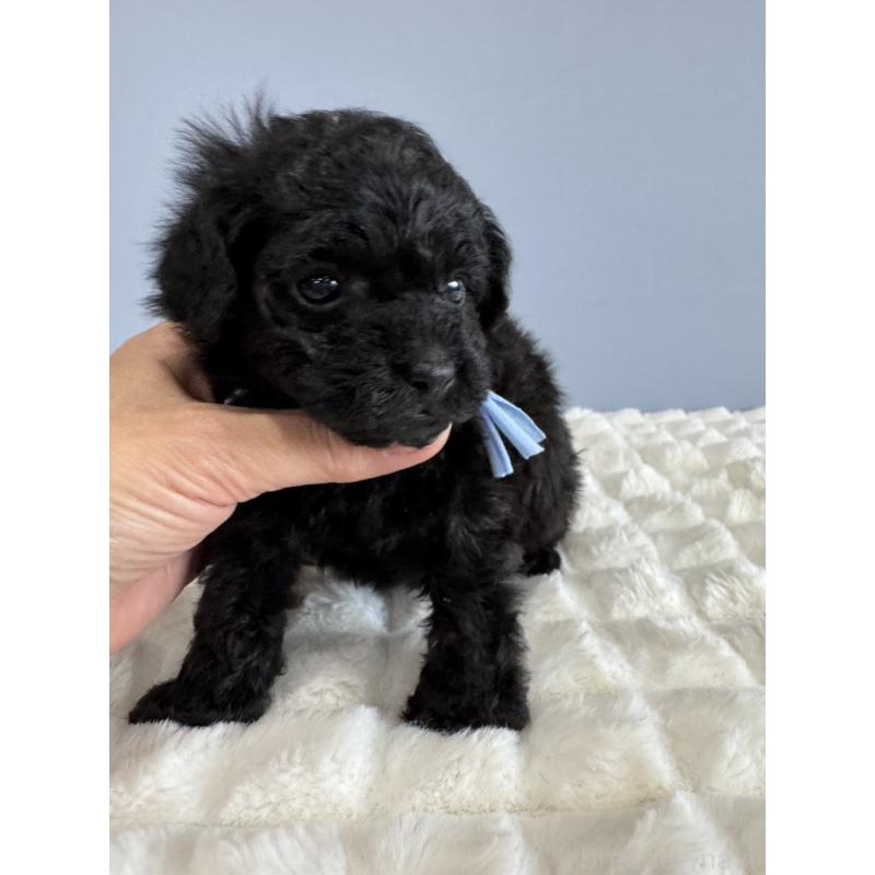 販売中の徳島県のティーカッププードル-429753の4枚目