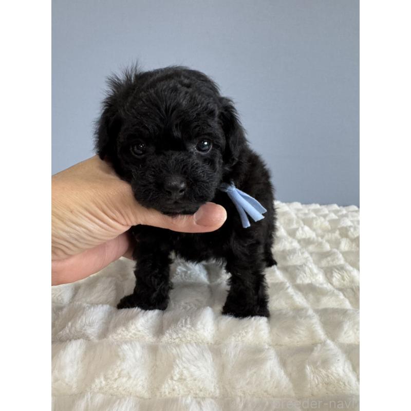 販売中の徳島県のティーカッププードル-429753の3枚目