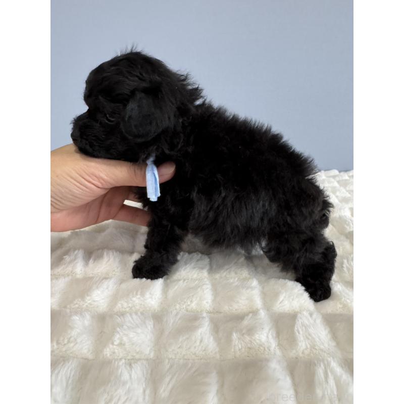 販売中の徳島県のティーカッププードル-429753の2枚目