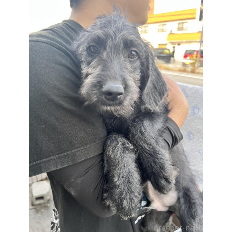 販売中の滋賀県のラブラドゥードル:ラブラドールレトリーバー×プードル-429754の3枚目