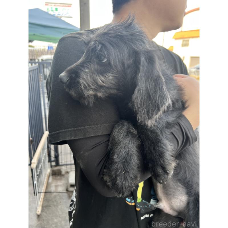 販売中の滋賀県のラブラドゥードル:ラブラドールレトリーバー×プードル-429754の2枚目