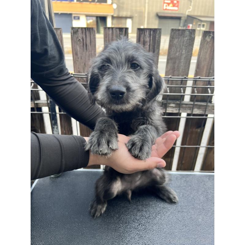 商談中の滋賀県のラブラドゥードル:ラブラドールレトリーバー×プードル-429755の1枚目