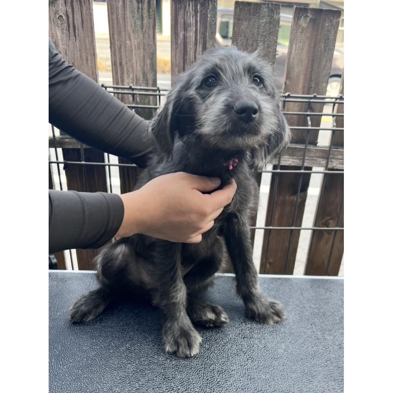 商談中の滋賀県のラブラドゥードル:ラブラドールレトリーバー×プードル-429755の3枚目