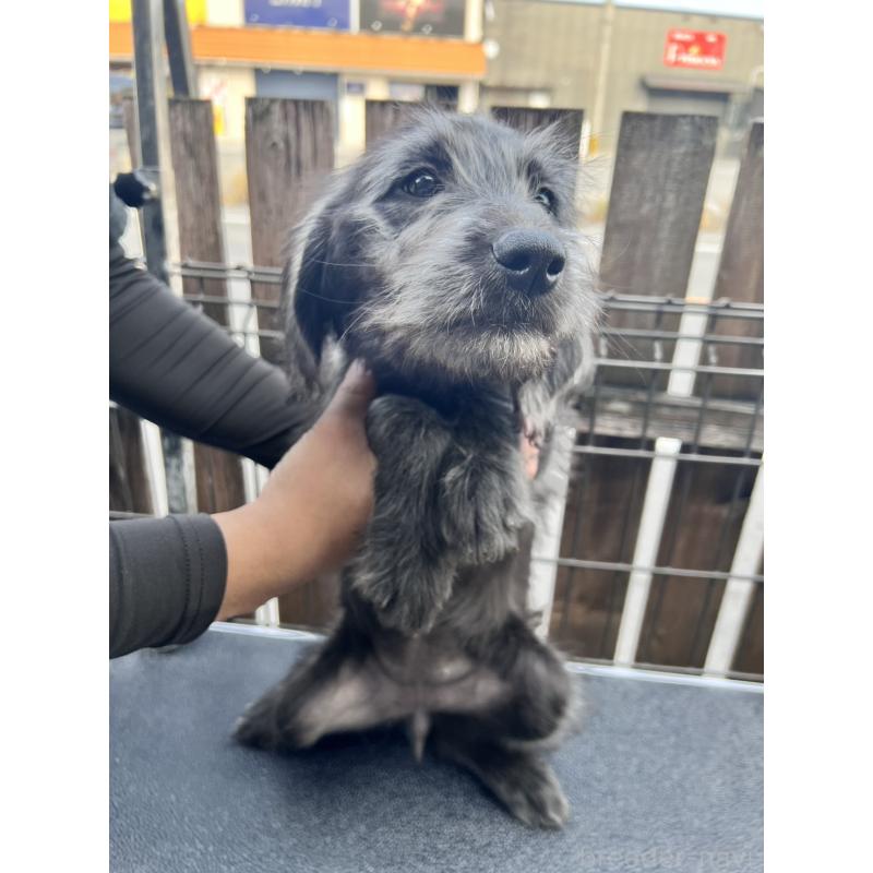 商談中の滋賀県のラブラドゥードル:ラブラドールレトリーバー×プードル-429755の2枚目