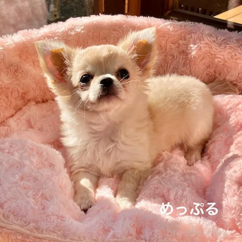 販売中の群馬県のチワワ(ロングコート)-426848