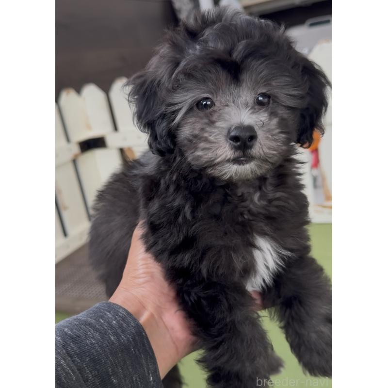 商談中の福岡県のマルプー:マルチーズ×トイプードル-425403の4枚目