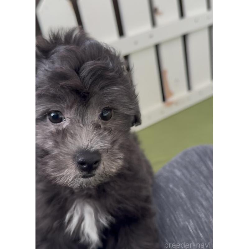 商談中の福岡県のマルプー:マルチーズ×トイプードル-425403の3枚目