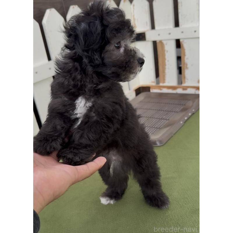 商談中の福岡県のマルプー:マルチーズ×トイプードル-425403の2枚目