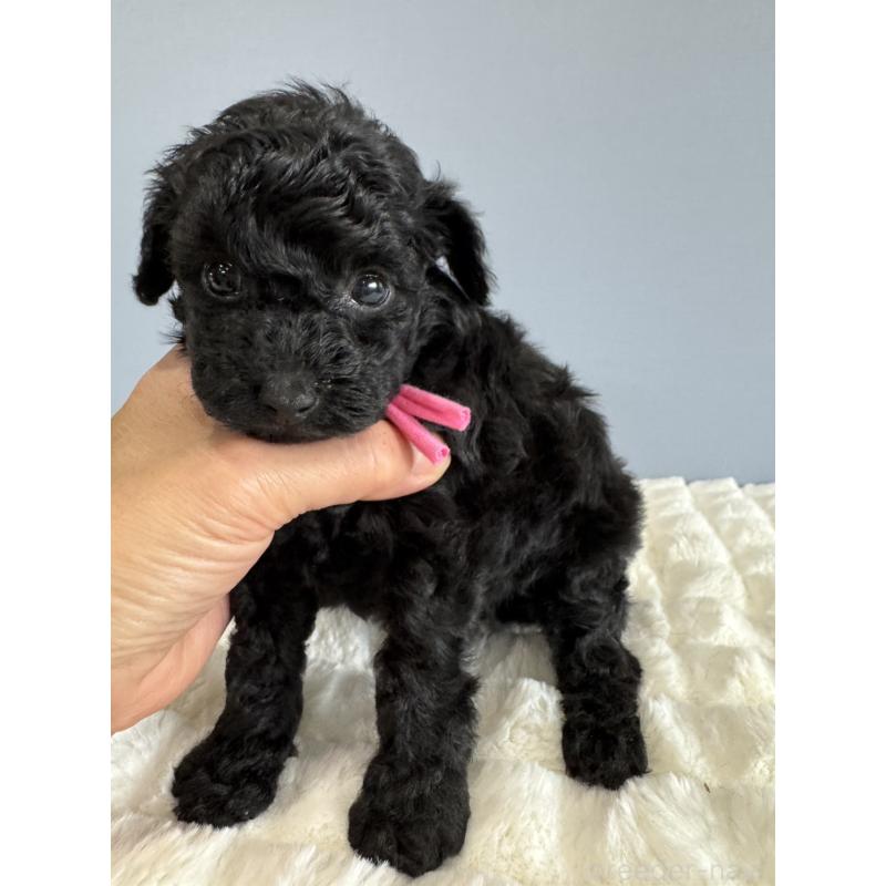 販売中の徳島県のタイニープードル-429756の17枚目