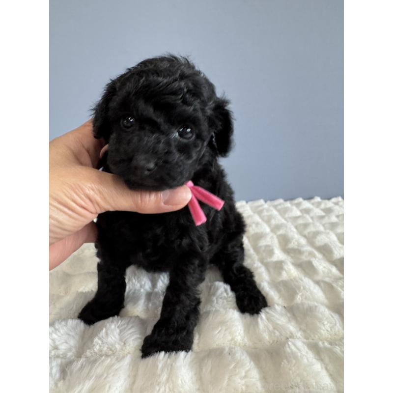 販売中の徳島県のタイニープードル-429756の16枚目