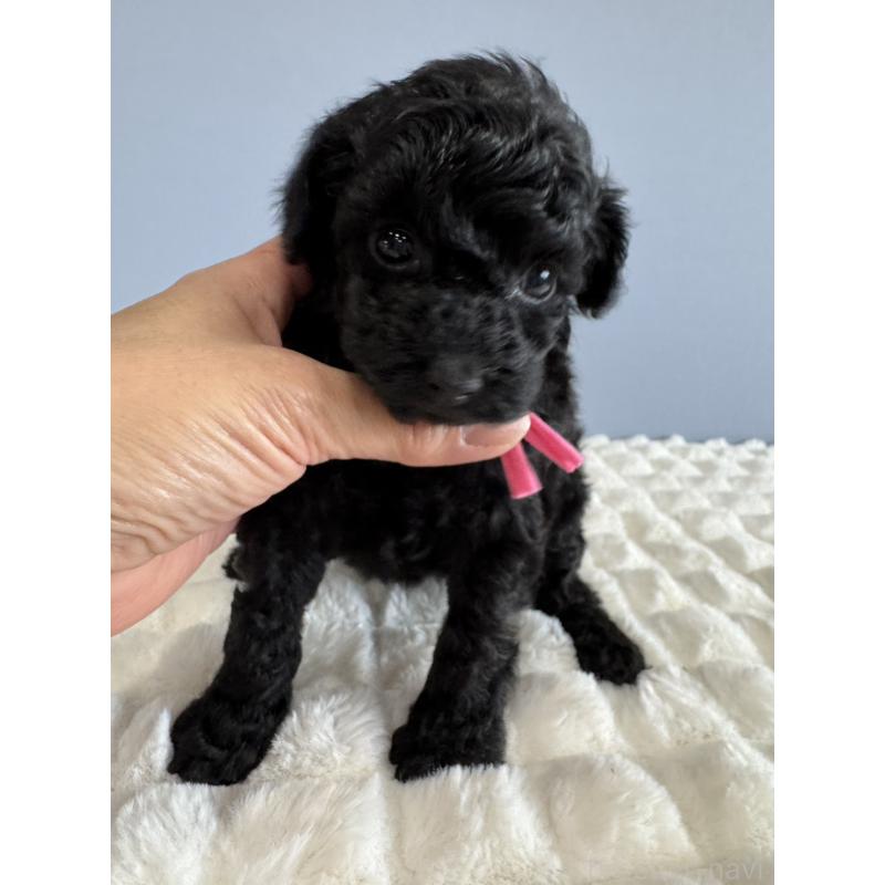 販売中の徳島県のタイニープードル-429756の15枚目