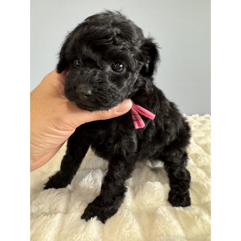 販売中の徳島県のタイニープードル-429756の14枚目