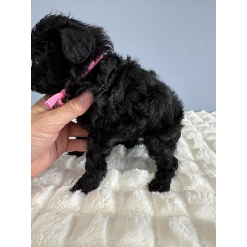 販売中の徳島県のタイニープードル-429756の13枚目