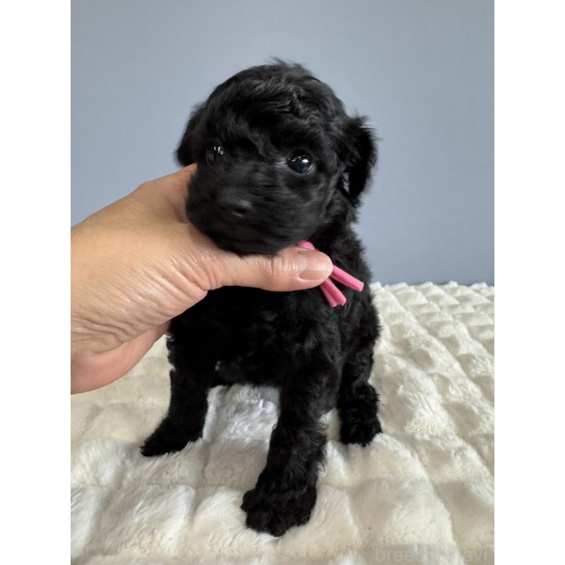 販売中の徳島県のタイニープードル-429756の12枚目