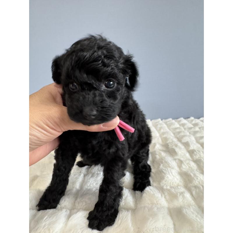 販売中の徳島県のタイニープードル-429756の11枚目