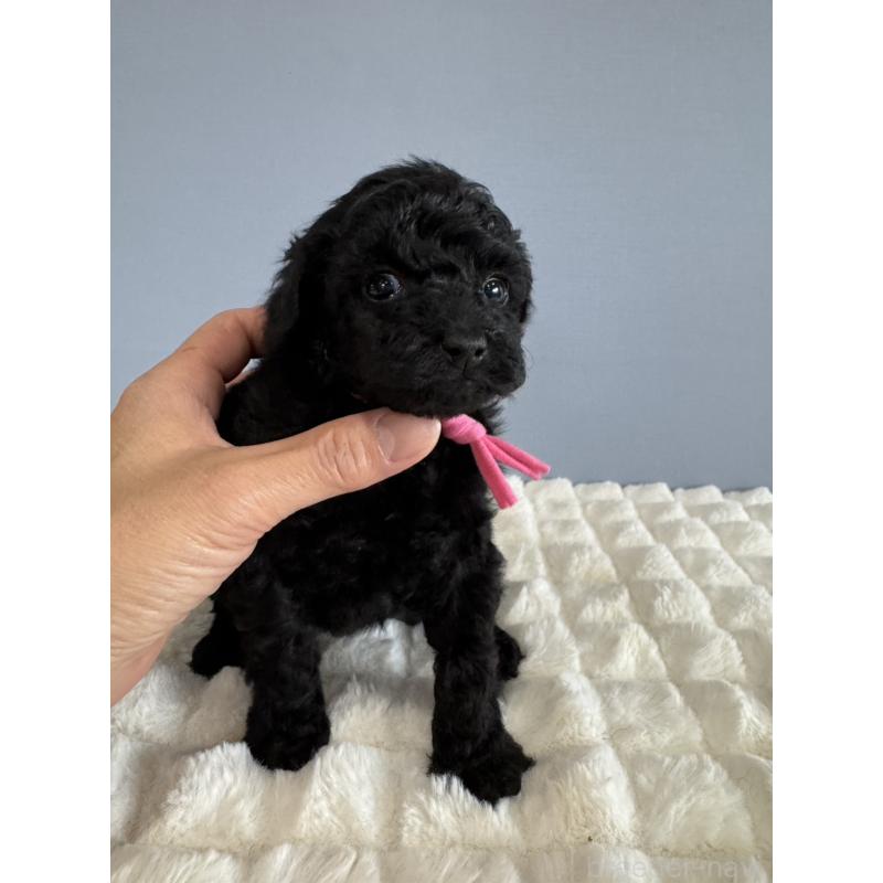 販売中の徳島県のタイニープードル-429756の10枚目