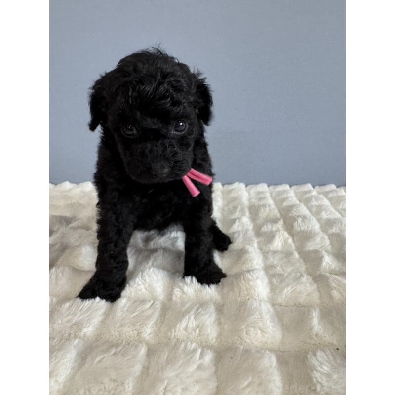 販売中の徳島県のタイニープードル-429756の9枚目