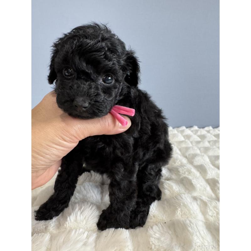 販売中の徳島県のタイニープードル-429756の8枚目