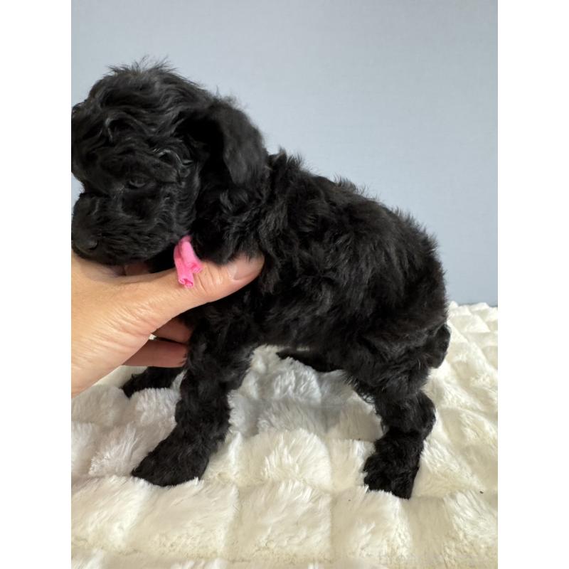 販売中の徳島県のタイニープードル-429756の7枚目