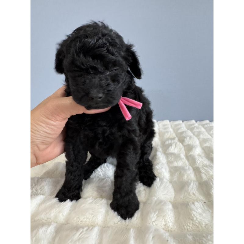 販売中の徳島県のタイニープードル-429756の6枚目