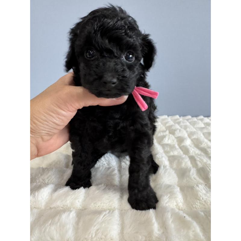 販売中の徳島県のタイニープードル-429756の5枚目