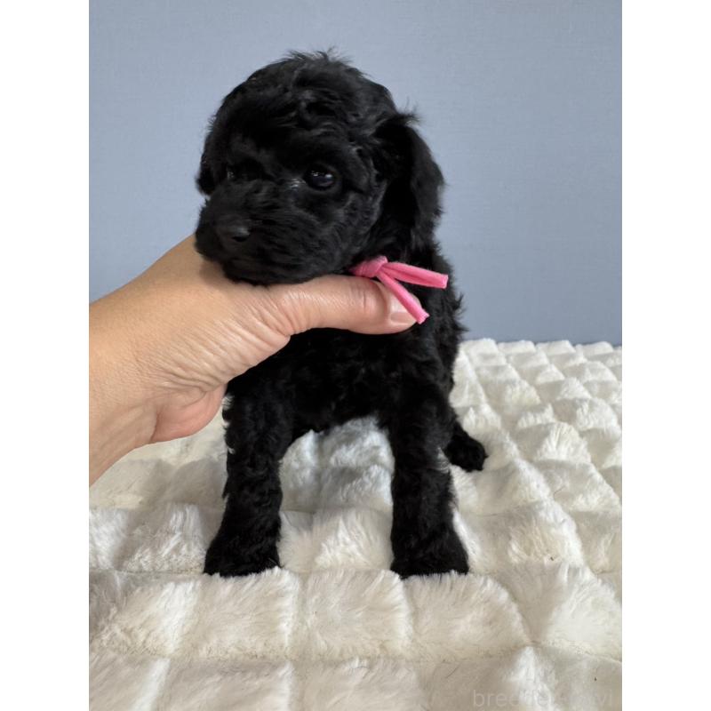 販売中の徳島県のタイニープードル-429756の4枚目