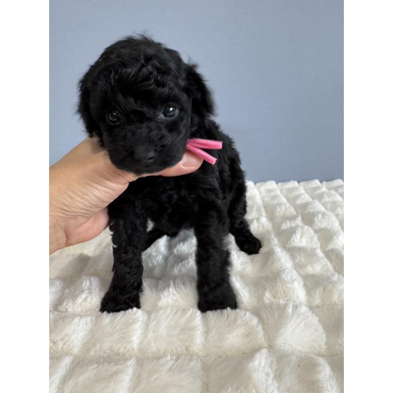 販売中の徳島県のタイニープードル-429756の3枚目