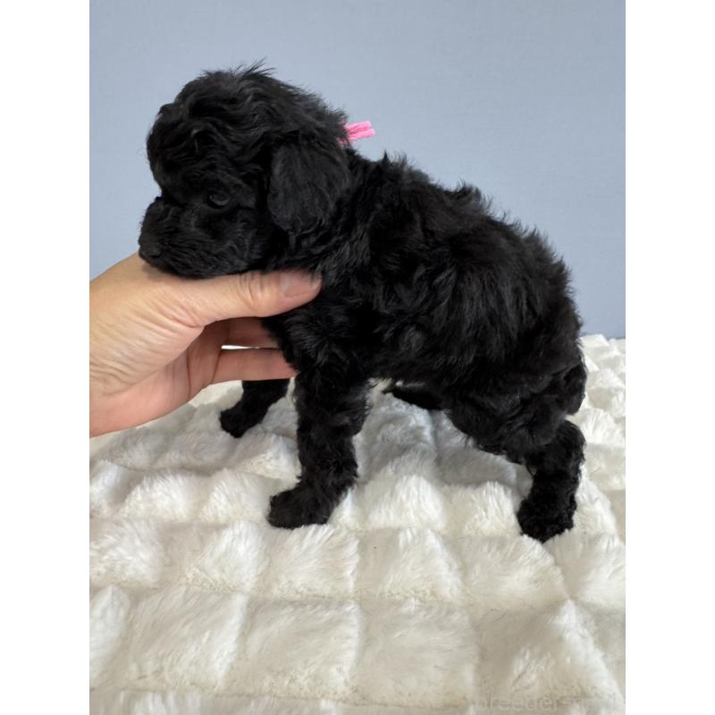 販売中の徳島県のタイニープードル-429756の2枚目