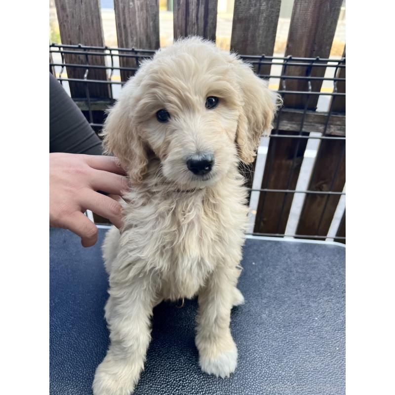 販売中の滋賀県のゴールデンドゥードル:ゴールデンレトリーバー×プードル-429757の1枚目