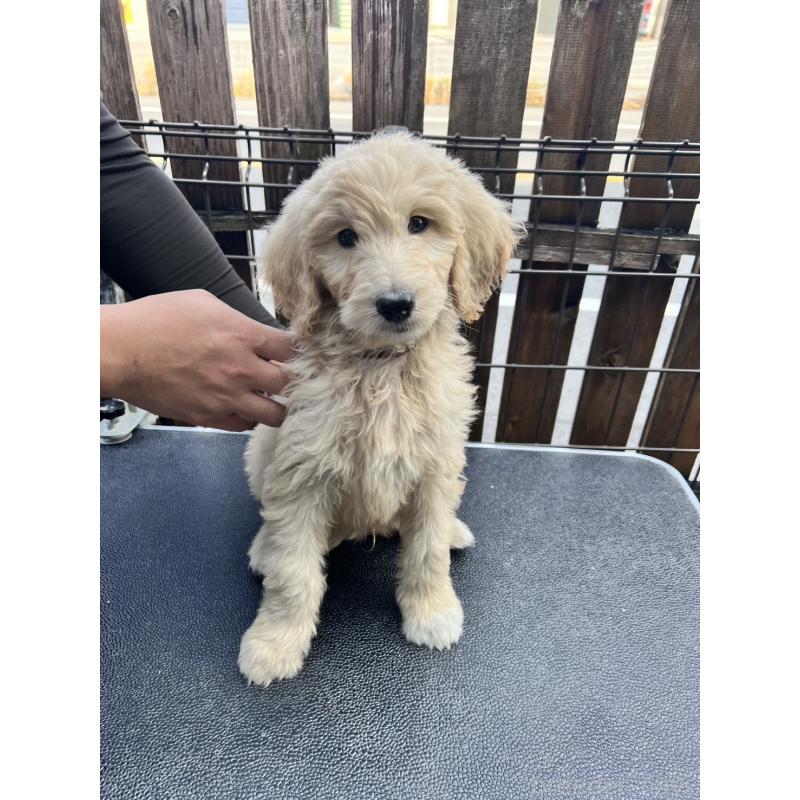 販売中の滋賀県のゴールデンドゥードル:ゴールデンレトリーバー×プードル-429757の3枚目