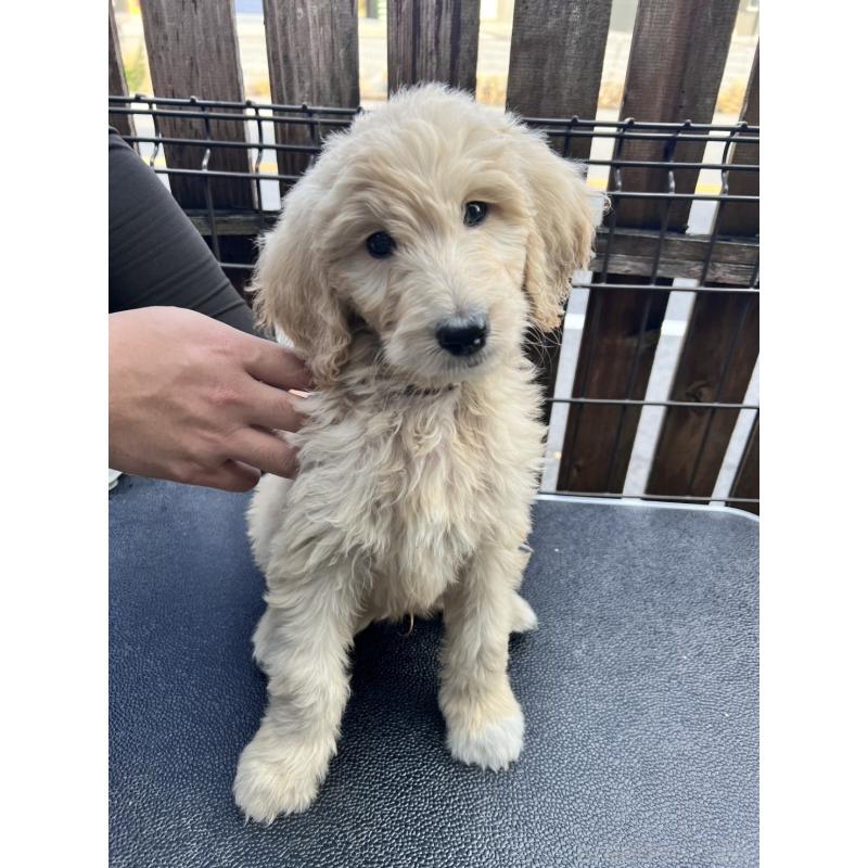 販売中の滋賀県のゴールデンドゥードル:ゴールデンレトリーバー×プードル-429757の2枚目
