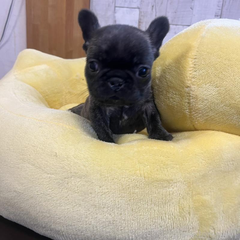 販売中の三重県のフレンチブルドッグ-429758の6枚目