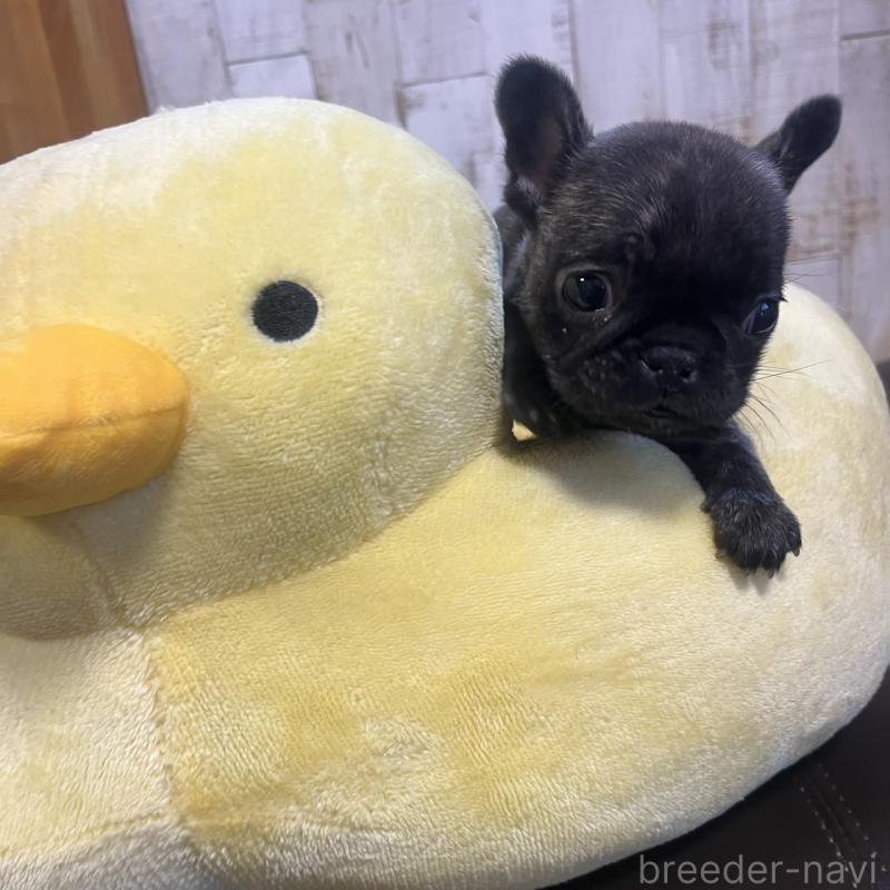 販売中の三重県のフレンチブルドッグ-429758の1枚目