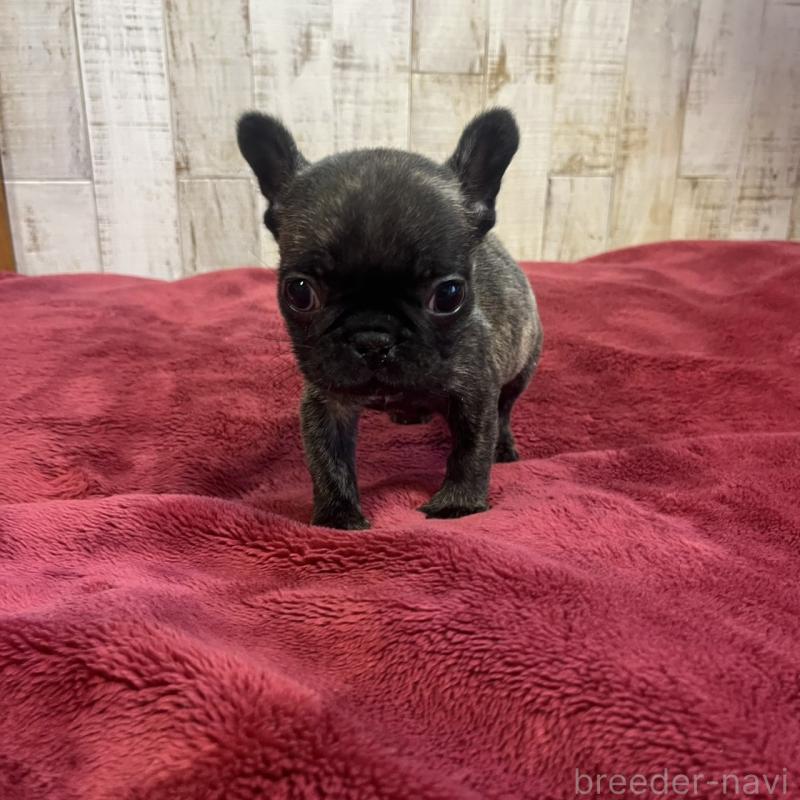 販売中の三重県のフレンチブルドッグ-429758の5枚目