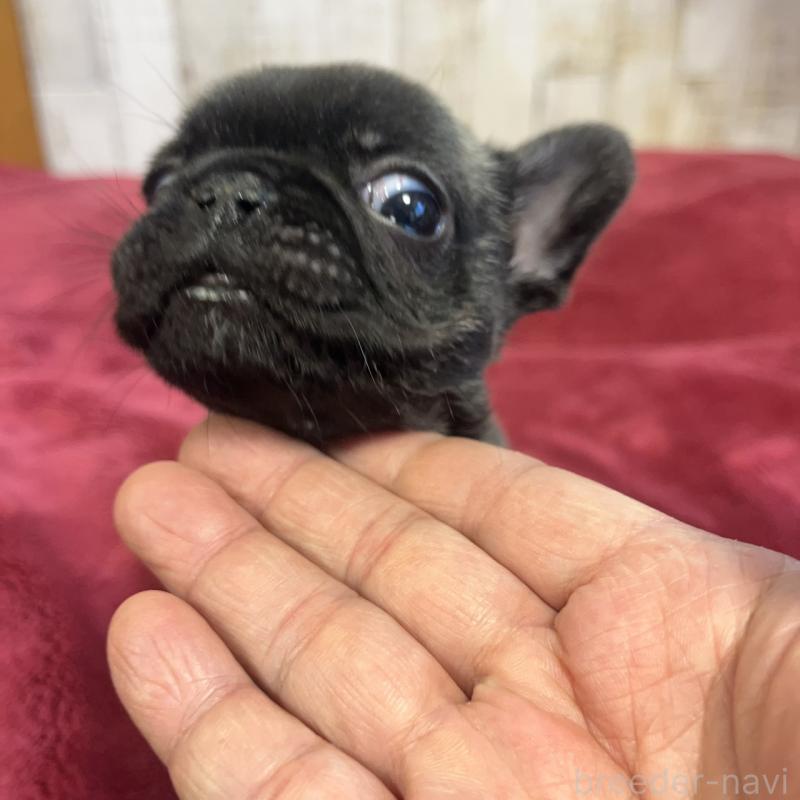 販売中の三重県のフレンチブルドッグ-429758の4枚目