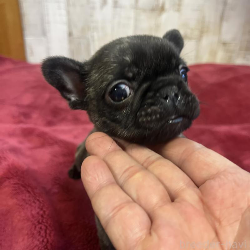 販売中の三重県のフレンチブルドッグ-429758の3枚目