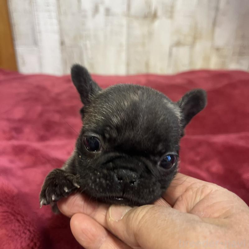 販売中の三重県のフレンチブルドッグ-429758の2枚目
