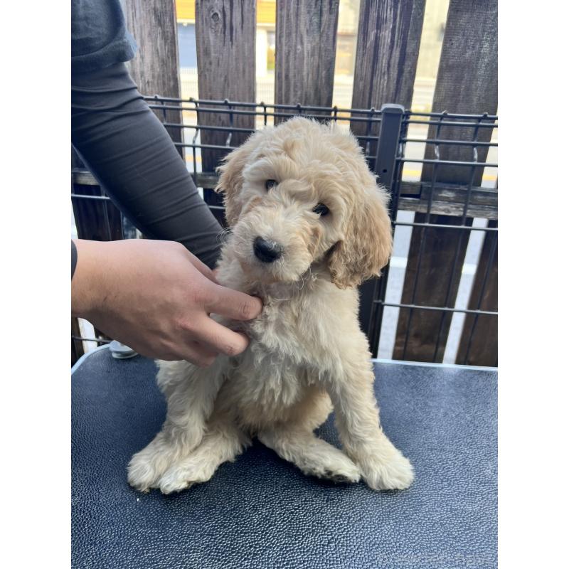 販売中の滋賀県のゴールデンドゥードル:ゴールデンレトリーバー×プードル-429759の3枚目