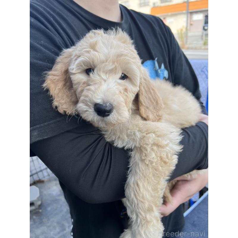 販売中の滋賀県のゴールデンドゥードル:ゴールデンレトリーバー×プードル-429759の2枚目