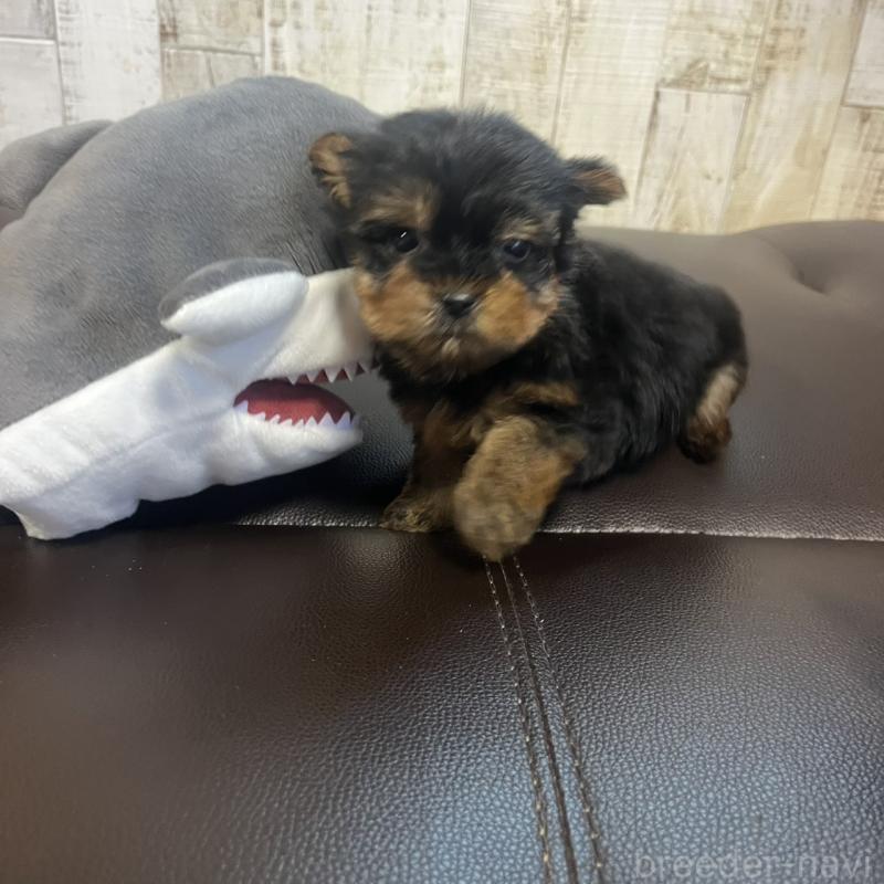 販売中の三重県のヨークシャーテリア-429761の1枚目