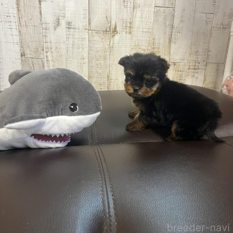 販売中の三重県のヨークシャーテリア-429761の5枚目